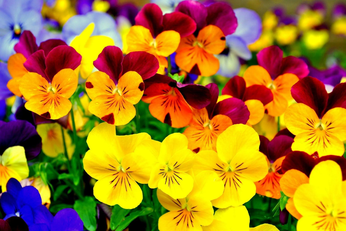 Swedish Pansy Trials Reveal Magnetised Water Delivers a Sensational 600% More Flowers 3X Bigger Plant Growth.